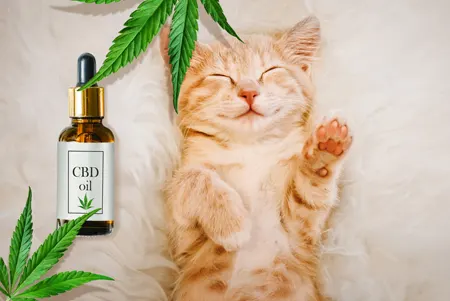 Le CBD pour les animaux